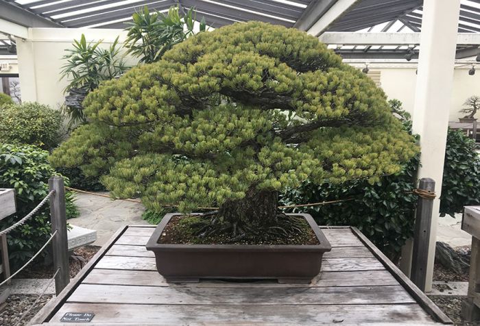 This 391 Year Old Bonsai Tree Survived Hiroshima (2 pics)
