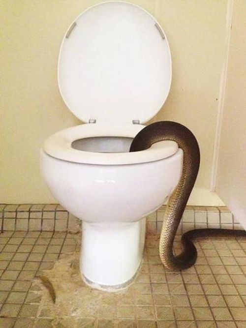 This Is A Good Reason Not To Visit Australia (4 pics)