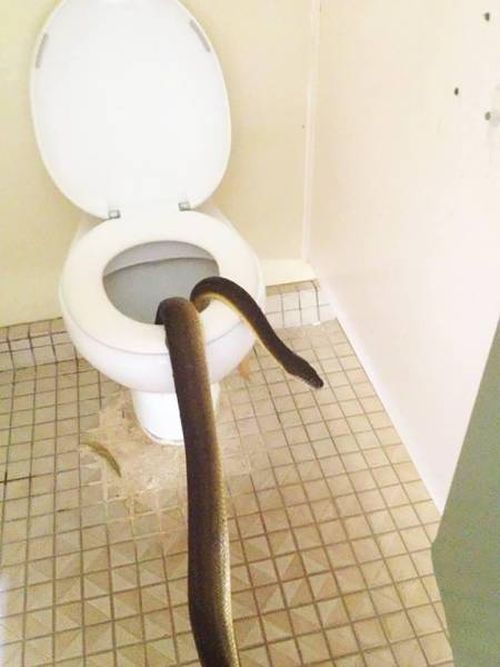 This Is A Good Reason Not To Visit Australia (4 pics)