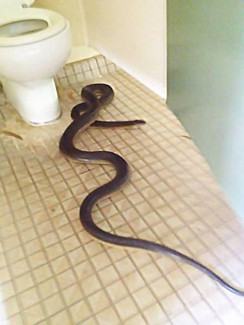 This Is A Good Reason Not To Visit Australia (4 pics)