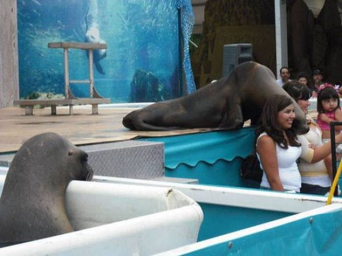When People Get Something Good, Others Not Always Like It Very Much (40 pics)