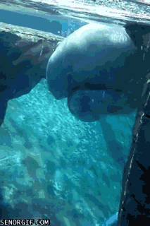 Acid Gifdump, December 28, 2016 (25 gifs)
