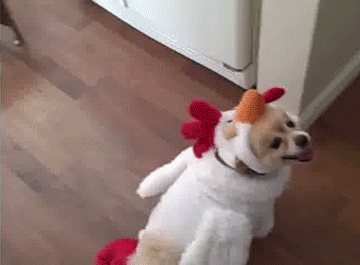Acid Gifdump, December 28, 2016 (25 gifs)