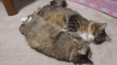 Acid Gifdump, December 28, 2016 (25 gifs)