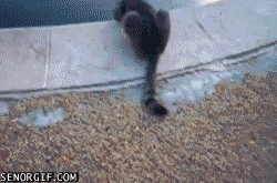 Acid Gifdump, December 28, 2016 (25 gifs)