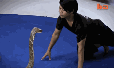 Acid Gifdump, December 28, 2016 (25 gifs)