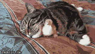 Acid Gifdump, December 28, 2016 (25 gifs)