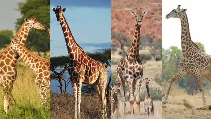 Incredible Scientific Discoveries That Were Confirmed In 2016 (30 pics)
