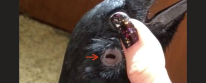 Incredible Scientific Discoveries That Were Confirmed In 2016 (30 pics)