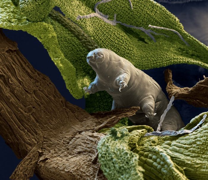 Incredible Scientific Discoveries That Were Confirmed In 2016 (30 pics)