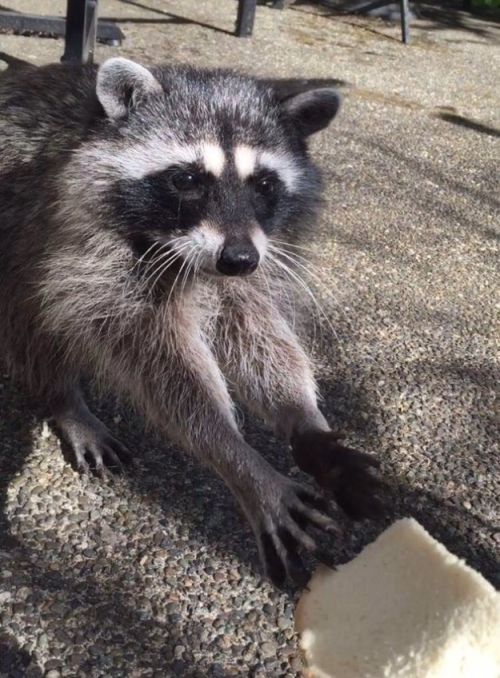 This Woman Gets Visited By A Group Of Raccoons Every Day (3 pics)