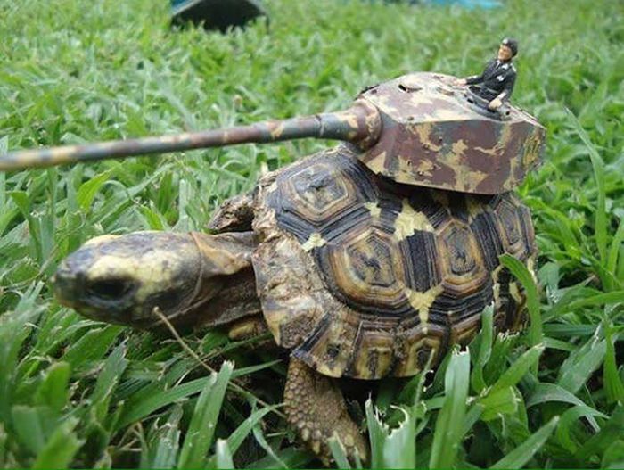 Acid Picdump (98 pics)
