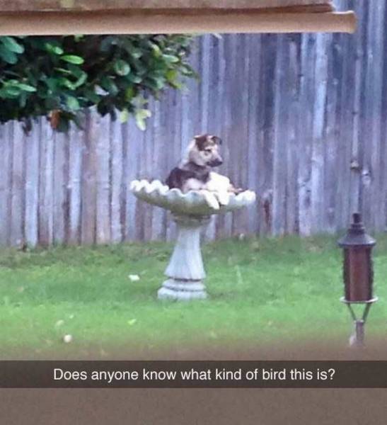 Acid Picdump (98 pics)