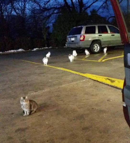 Acid Picdump (98 pics)