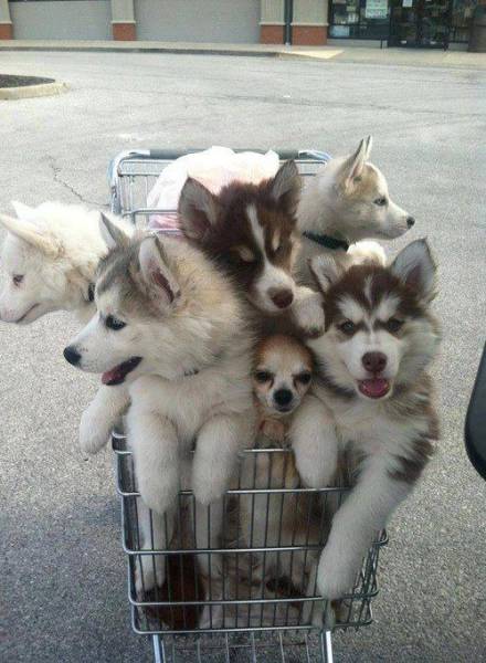 Acid Picdump (98 pics)