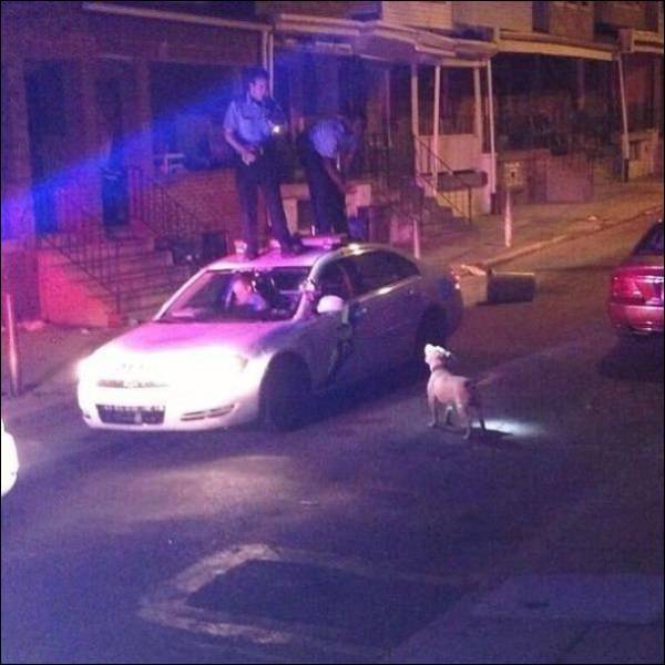 Acid Picdump (98 pics)