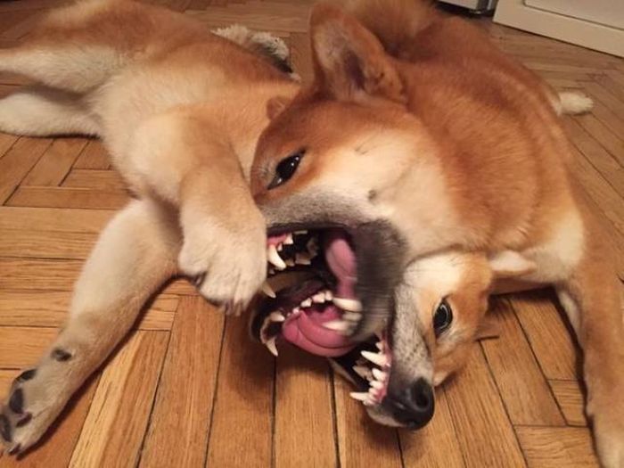 Don't Trust Your Eyes Because These Photos Are Not As They Appear (54 pics)