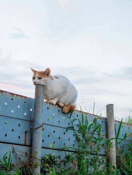 Don't Trust Your Eyes Because These Photos Are Not As They Appear (54 pics)