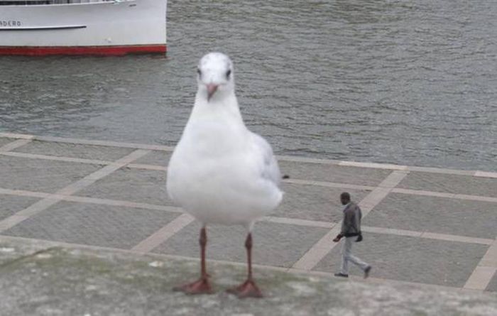Don't Trust Your Eyes Because These Photos Are Not As They Appear (54 pics)