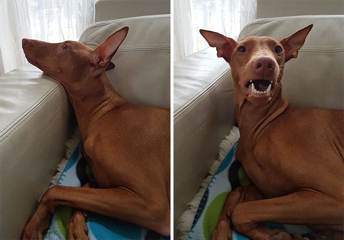 Animal Reactions Before And After Being Called A Good Boy (27 pics)