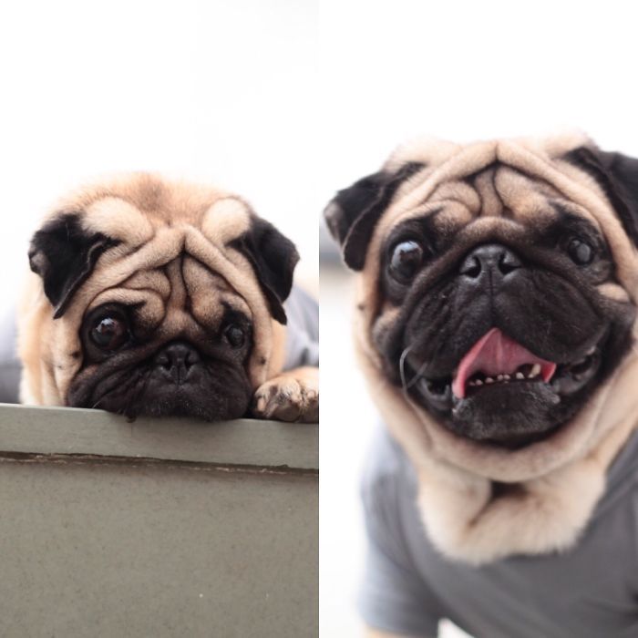 Animal Reactions Before And After Being Called A Good Boy (27 pics)