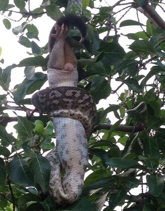 Python Swallows A Possum Whole After Squeezing It (4 pics)