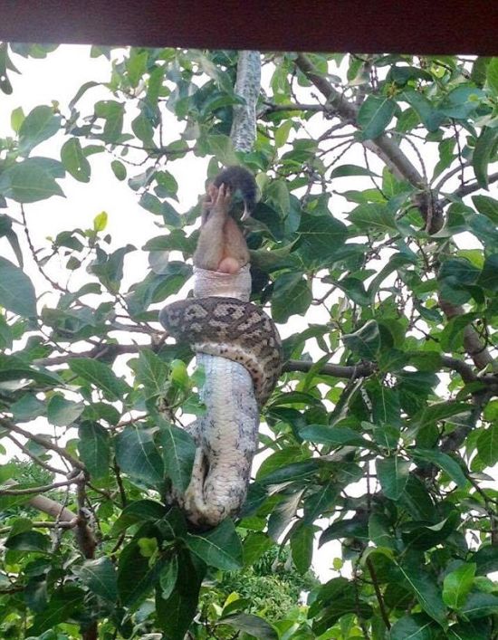 Python Swallows A Possum Whole After Squeezing It (4 pics)