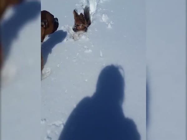Dogs In Snow