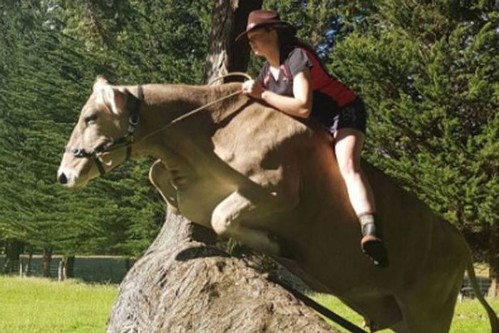 Girl Gets A Cow For Her Birthday After Asking For A Pony (7 pics)