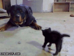 Acid Gifdump, January 03, 2017 (25 gifs)