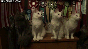 Acid Gifdump, January 03, 2017 (25 gifs)