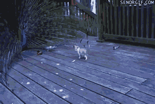 Acid Gifdump, January 03, 2017 (25 gifs)