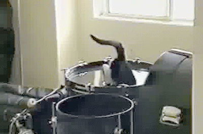 Acid Gifdump, January 03, 2017 (25 gifs)