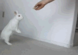 Acid Gifdump, January 03, 2017 (25 gifs)
