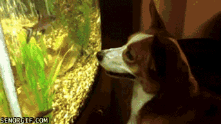 Acid Gifdump, January 03, 2017 (25 gifs)