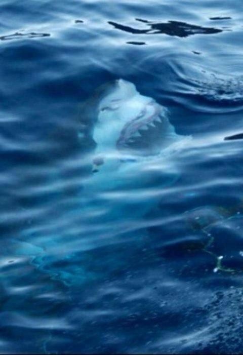 Creepy Sea Photos That Will Give You Thalassophobia (18 pics)