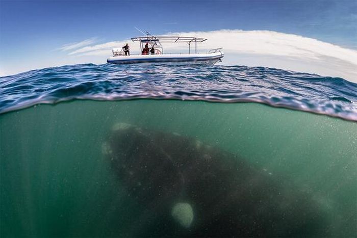 Creepy Sea Photos That Will Give You Thalassophobia (18 pics)