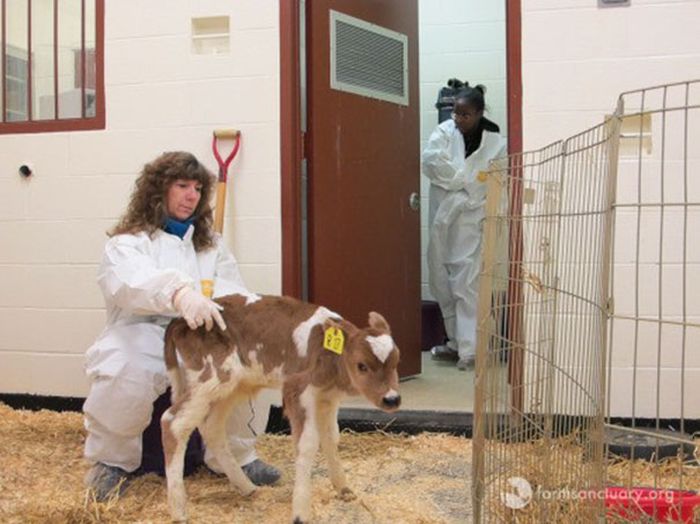 Woman Falls In Love With Tiny Unwanted Cow At An Auction (9 pics)
