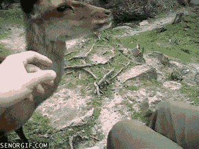 Acid Gifdump, January 05, 2017 (25 gifs)