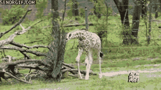 Acid Gifdump, January 05, 2017 (25 gifs)