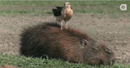 Acid Gifdump, January 05, 2017 (25 gifs)