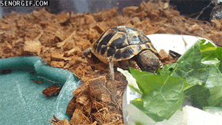 Acid Gifdump, January 05, 2017 (25 gifs)