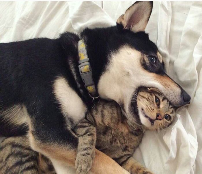 Acid Picdump (50 pics)