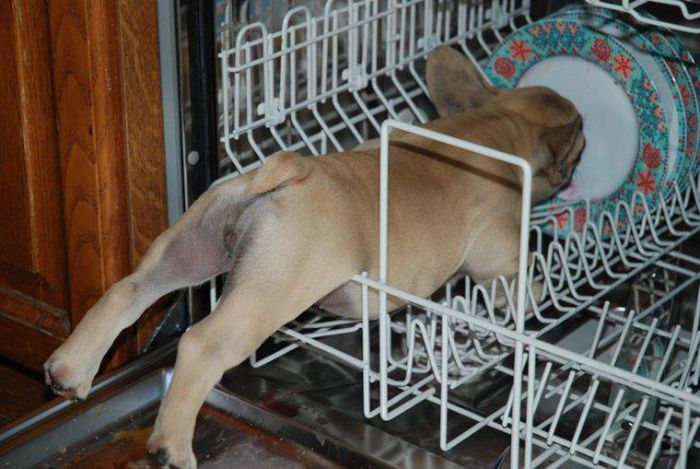 Funny Dog Fails That Will Make You Feel Bad For Laughing (16 pics)