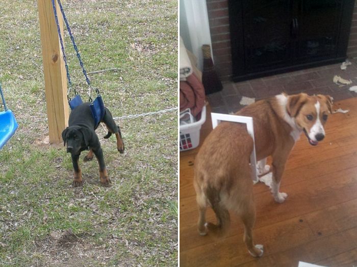 Funny Dog Fails That Will Make You Feel Bad For Laughing (16 pics)