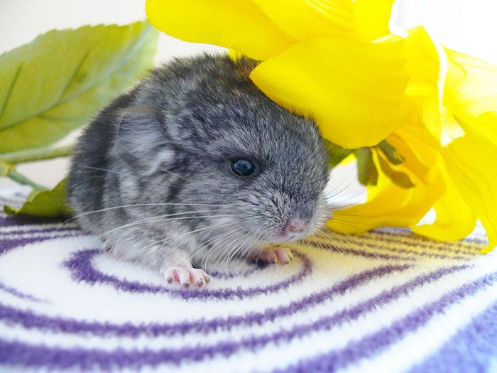 These Baby Chinchillas Will Melt Your Heart (19 pics)