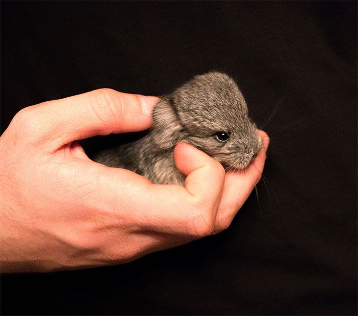 These Baby Chinchillas Will Melt Your Heart (19 pics)