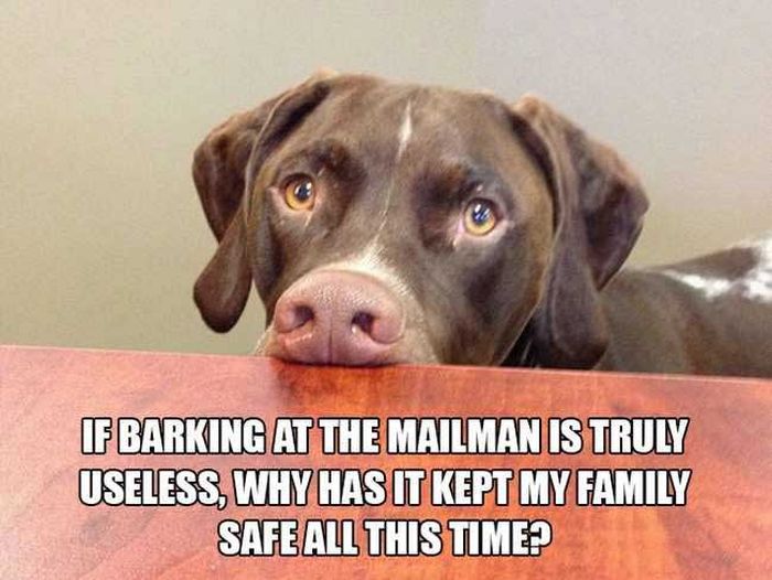 12 Thoughts From The Mind Of A Dog (12 pics)