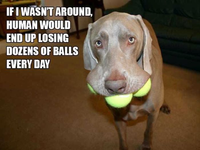 12 Thoughts From The Mind Of A Dog (12 pics)