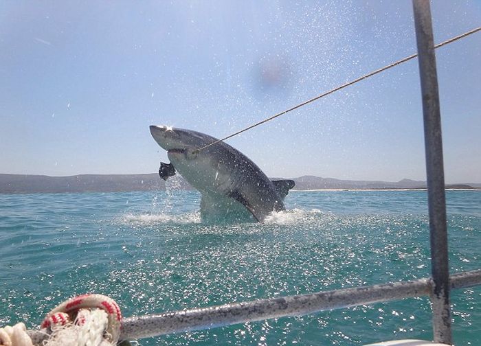 Great White Shark Leaps Out Of The Water And Terrifies Tourists (4 pics)